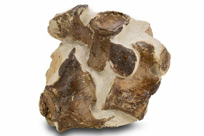 Fossil Plesiosaur Vertebrae in Situ - Asfla, Morocco #334636